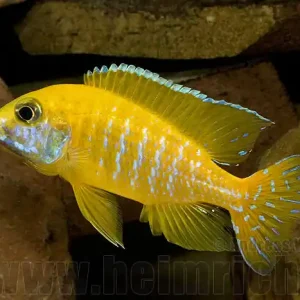 Aulonocara baenschi, benga (9-11cm) Jetzt Bestellen