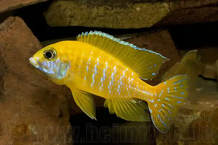 Aulonocara baenschi, benga (9-11cm) Jetzt Bestellen