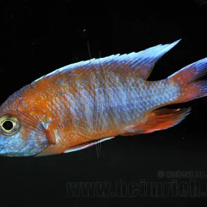 Neuheit Aulonocara EUREKA (7-9cm) 7er-Zuchtgruppe