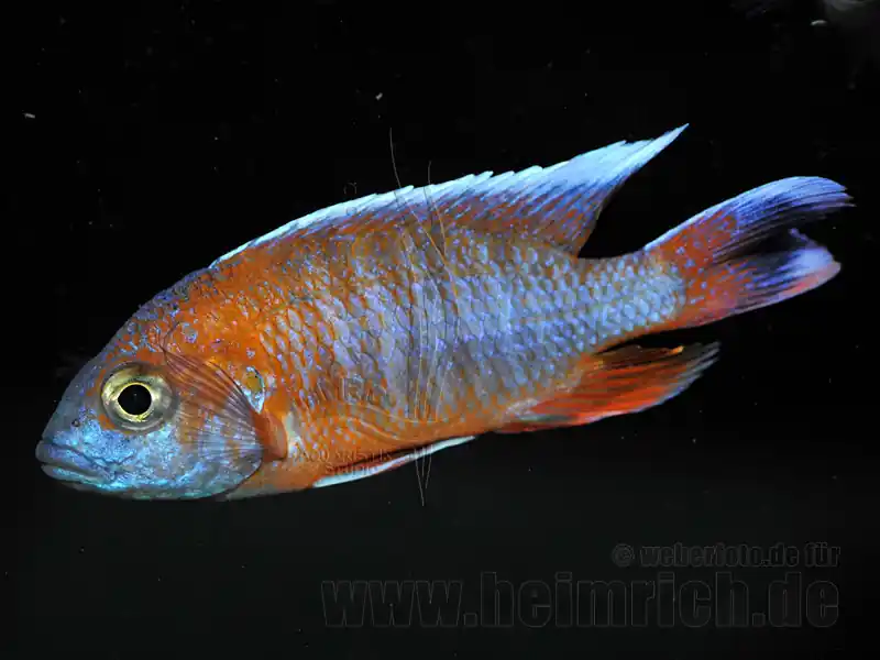 Neuheit Aulonocara EUREKA (7-9cm) 7er-Zuchtgruppe