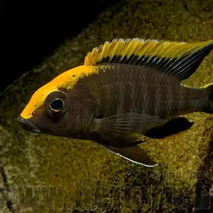 Wochenendangebot Aulonocara maylandi