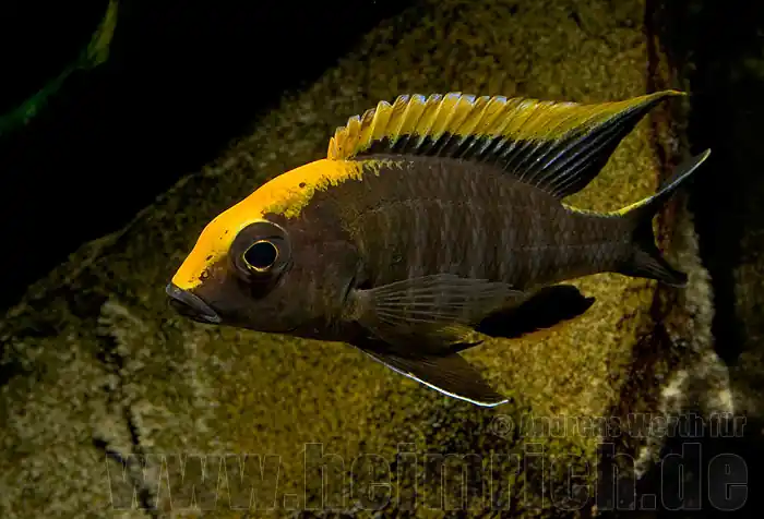 Wochenendangebot Aulonocara maylandi