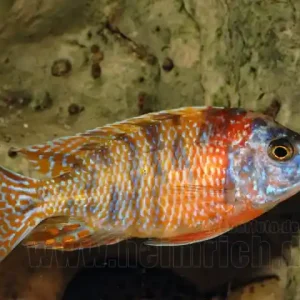 Aulonocara nyassa, spec. Five Color Must-Have