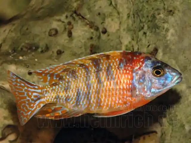 Aulonocara nyassa, spec. Five Color Must-Have