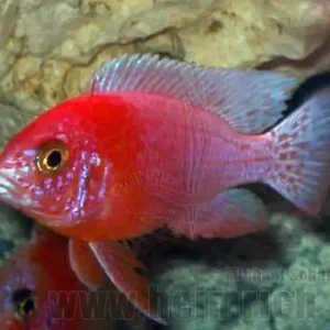 Neu Im Sortiment Aulonocara RED ORCHIDEE