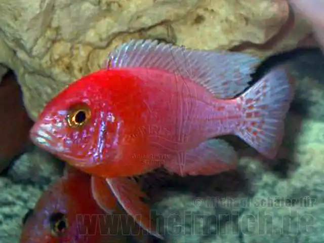 Neu Im Sortiment Aulonocara RED ORCHIDEE
