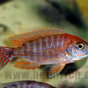 Echt Aulonocara Red Rubin SPECIAL