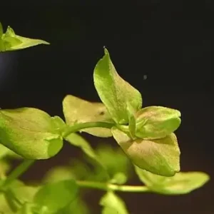 Bacopa australis Sale