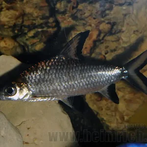 Neuheit Balantiocheilus melanopterus, XXL (Haibarbe)