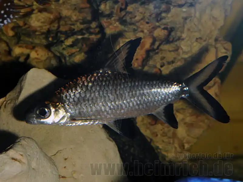 Neuheit Balantiocheilus melanopterus, XXL (Haibarbe)