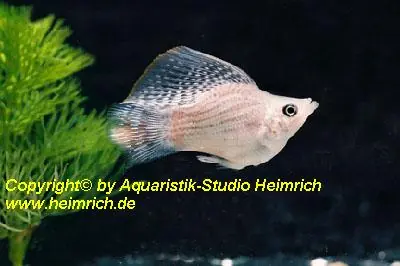 Ballonmolly "SILBER", lg (Xiph. sphenops, spec. Silber) Neu