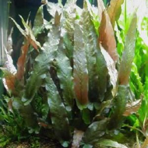Barclaya longifolia, spec. green Preisknaller