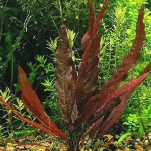 Super-Preis Barclaya longifolia, spec.red