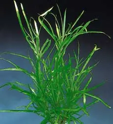 Blyxa japonica Aktuell