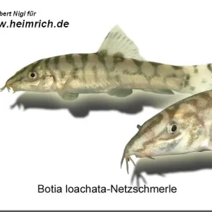Botia lohachata (Netzschmerle) Zertifiziert