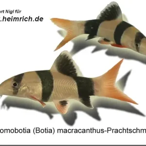 Solange Der Vorrat Reicht Botia macracanthus (Prachtschmerle)