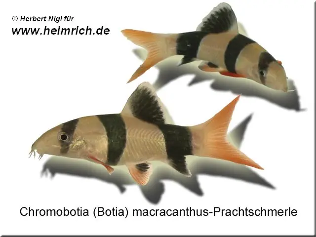 Solange Der Vorrat Reicht Botia macracanthus (Prachtschmerle)