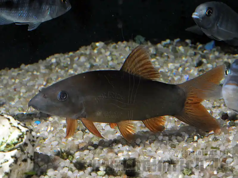Botia rubripinnis, large (Grüne Schmerle) Billig