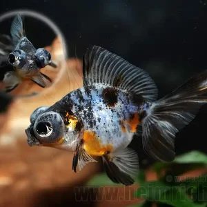 Butterfly-Schleierschwanz, 6cm "CALICO" (Carrasius auratus) Mega-Angebot
