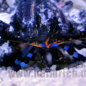Calcinus elegans (Einsiedlerkrebs) Aktuell