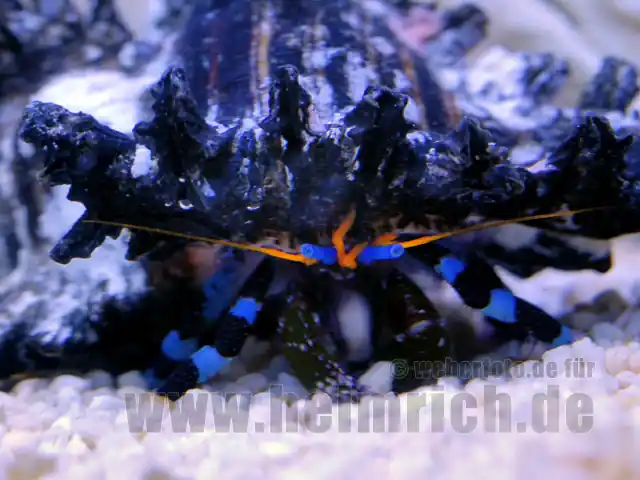 Calcinus elegans (Einsiedlerkrebs) Aktuell
