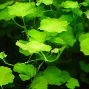 Wochenendangebot Cardamine lyrata
