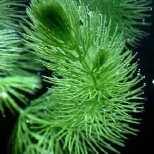 Ceratophyllum demersum (Gemeines Hornkraut) Online Kaufen