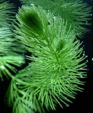 Ceratophyllum demersum (Gemeines Hornkraut) Online Kaufen