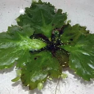 Ceratopteris pteroides Sale