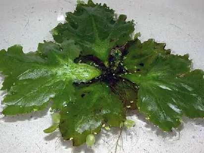 Ceratopteris pteroides Sale