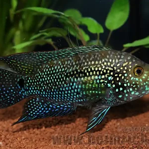 Cichlasoma octofasciatum, spec. Black Dempsey XXL Neu