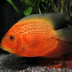 Cichlasoma serverum spec. Red Spotted, 18cm weibl. SHOW Geprüft