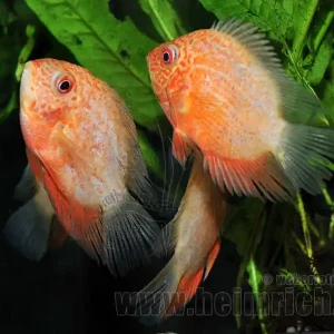 Cichlasoma serverum spec. Red Spotted, 5-6cm Markenware