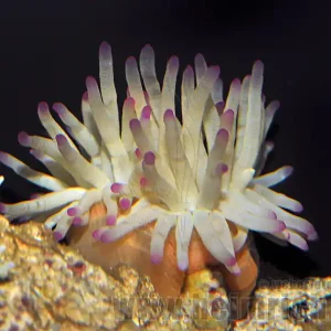 Condylactis gigantea (Karibische Goldrose) Sale