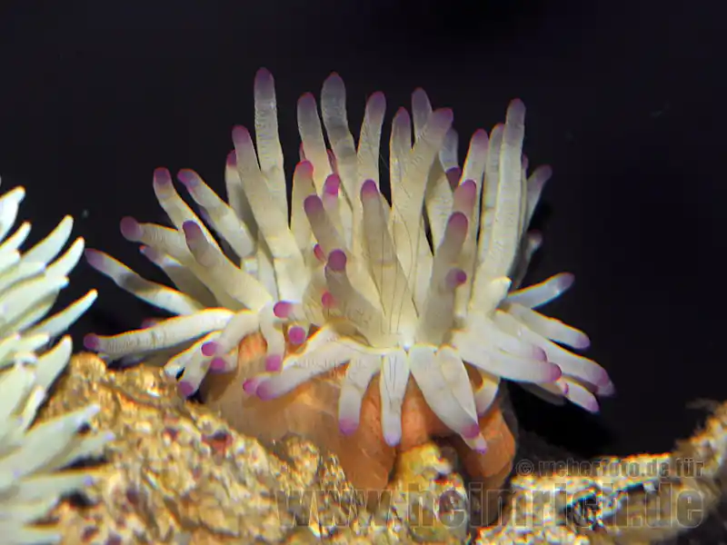 Expressversand Condylactis gigantea, lg (Karibische Goldrose)
