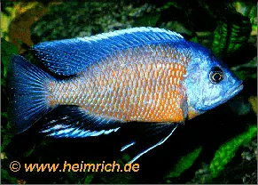 Copadichromis borleyi "kadango" Beliebt