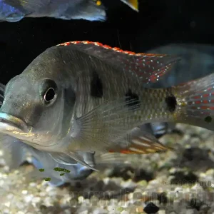 Copadichromis virginalis Sofort Bestellen