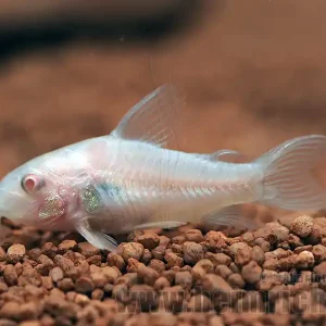 Corydoras aeneus spec. ALBINO, 3cm 5er-Zuchtgruppe (Panzerwels) Preisknaller