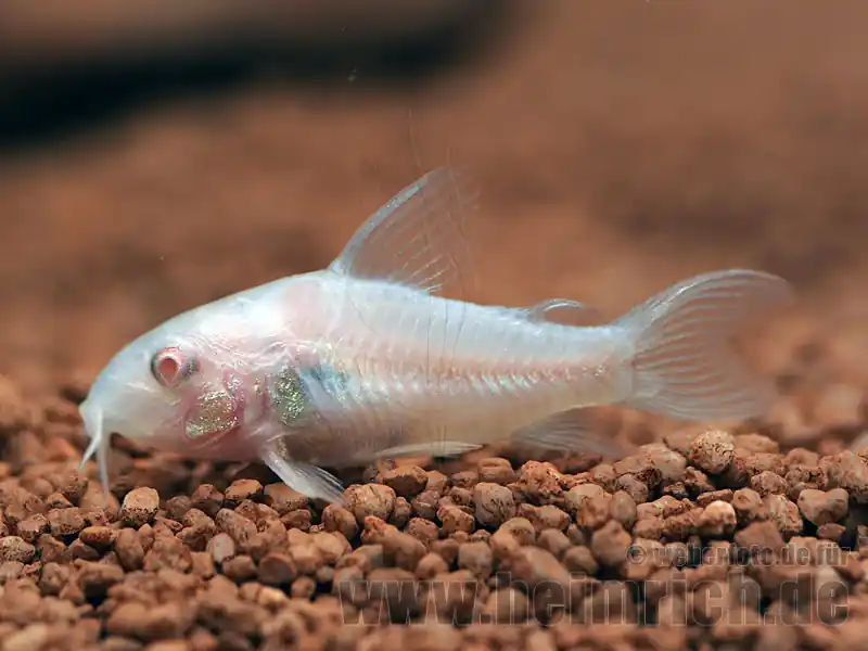 Corydoras aeneus spec. ALBINO, 3cm 5er-Zuchtgruppe (Panzerwels) Preisknaller
