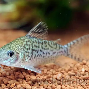 Corydoras sodalis, 4cm 5er-Zuchtgruppe (Panzerwels) Preisknaller