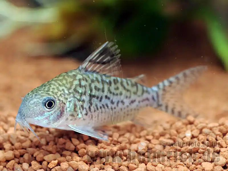 Corydoras sodalis, 4cm 5er-Zuchtgruppe (Panzerwels) Preisknaller