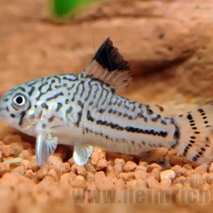 Corydoras trilineatus, 3cm (Dreilinien-Panzerwels) Rabatt