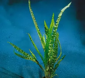 Highlight Cryptocoryne balansae