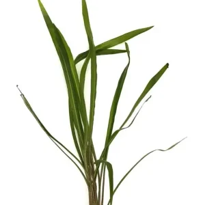 Geprüft Cryptocoryne spiralis