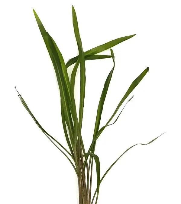 Geprüft Cryptocoryne spiralis