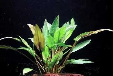Expressversand Cryptocoryne wendtii, spec. "verde"