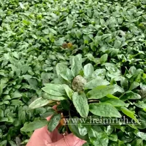 Nur Heute Cryptocoryne willissii