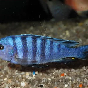 Angebot Cynotilapia pulpican "maingano"