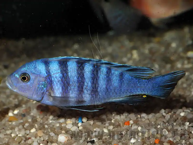 Angebot Cynotilapia pulpican "maingano"