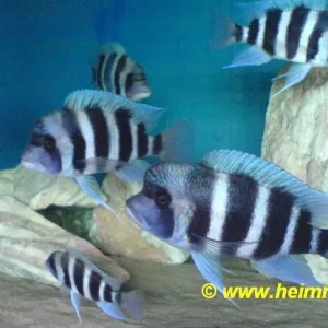 Preis Gesenkt Cyphotilapia frontosa "BLUE ZAIRE" 1A-Zuchtgruppe